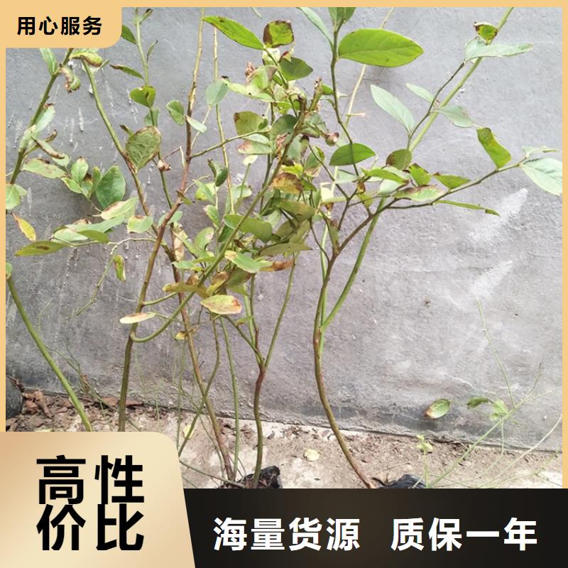 组培蓝莓苗适合种植地区抚州