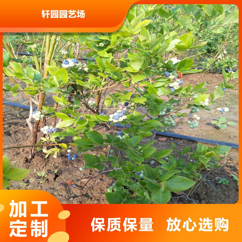 结果蓝莓树露天种植江西