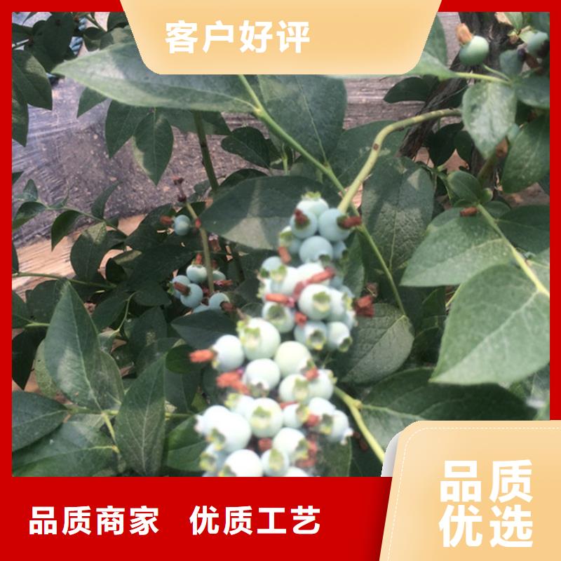 结果蓝莓树嫁接方法及时间广元