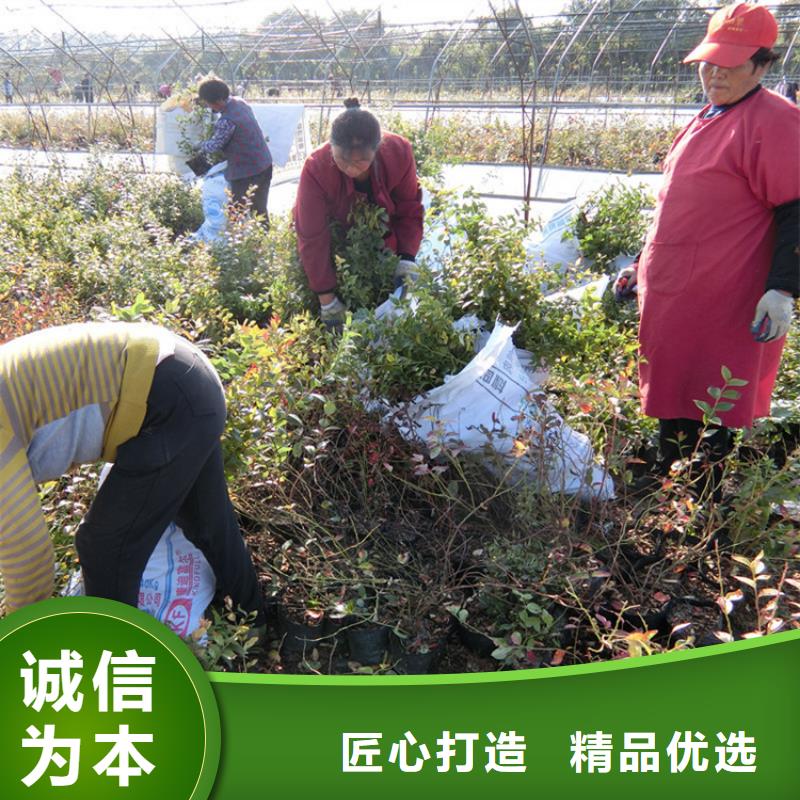 结果蓝莓树基地直销武汉