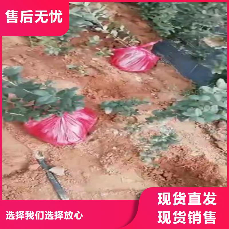 蓝莓苗一亩地多少棵宜宾