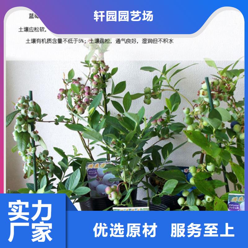 {轩园}组培蓝莓苗适合种植地区淮安