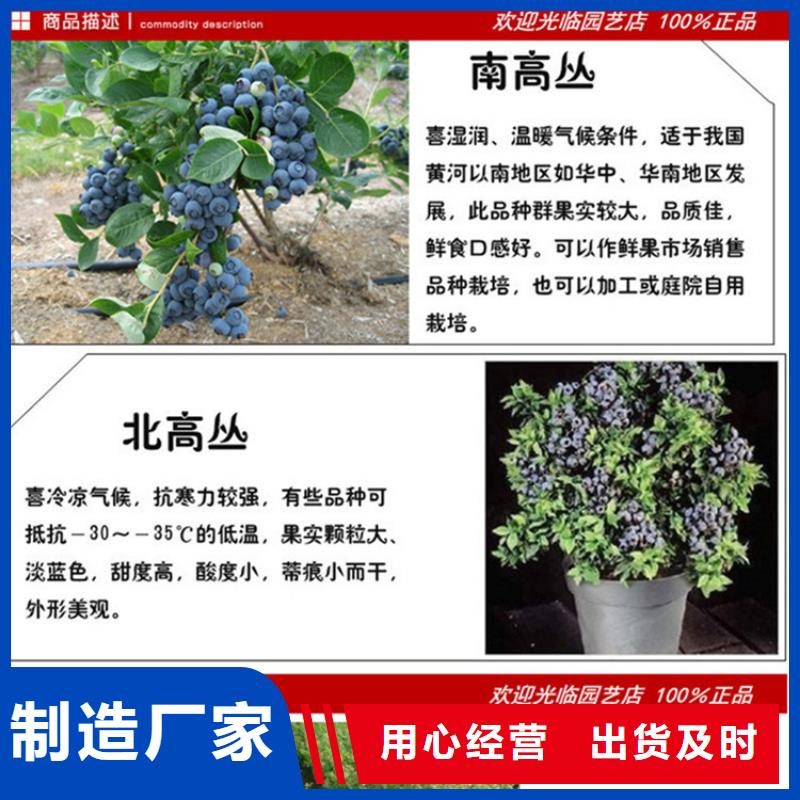 结果蓝莓树根系发达扬州