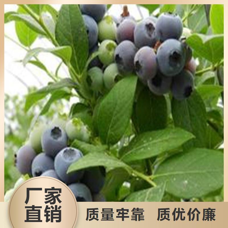 蓝莓苗采摘园广安
