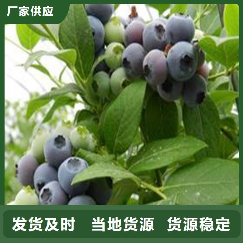 蓝莓苗什么品种好成都