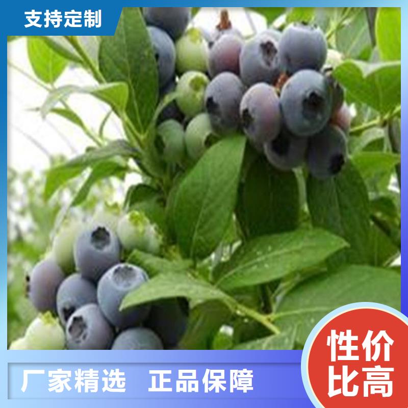 结果蓝莓树根系发达扬州