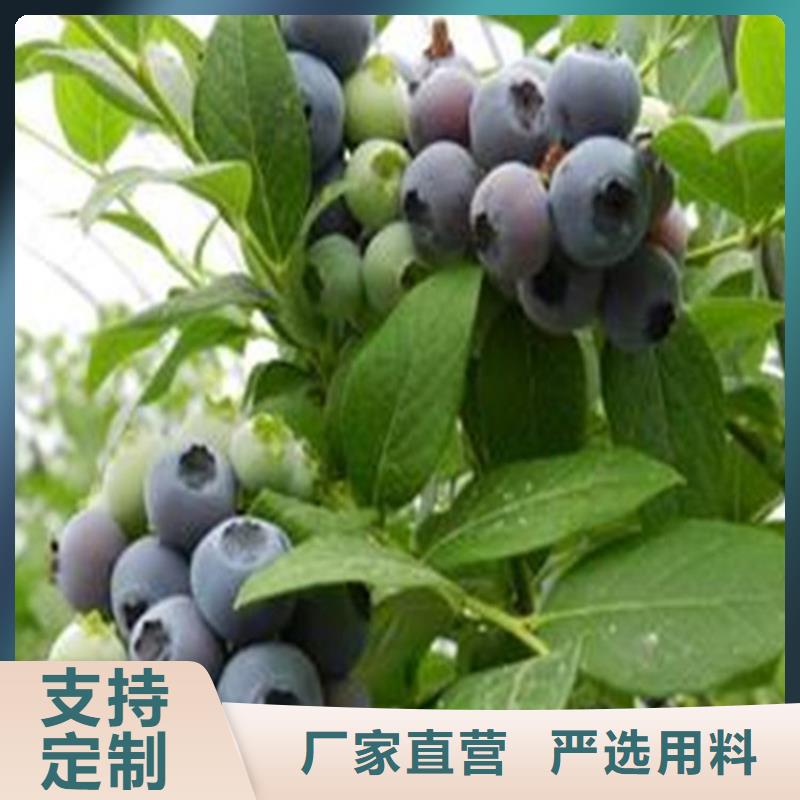 蓝莓苗根系发达景德镇