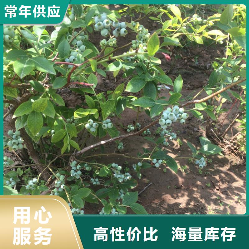 [轩园]组培蓝莓苗质优价廉广安
