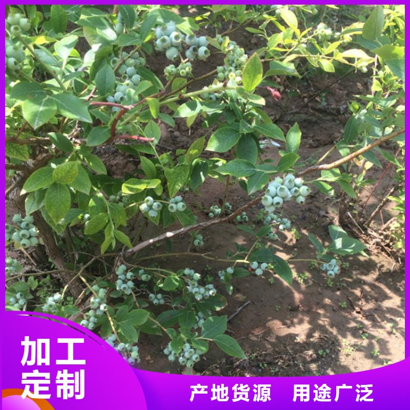 组培蓝莓苗新品种资阳