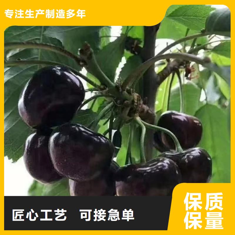 大樱桃树苗大棚种植陕西