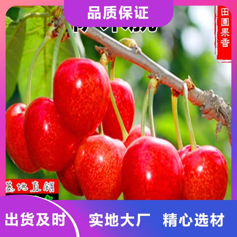 樱桃-花椒苗免费询价