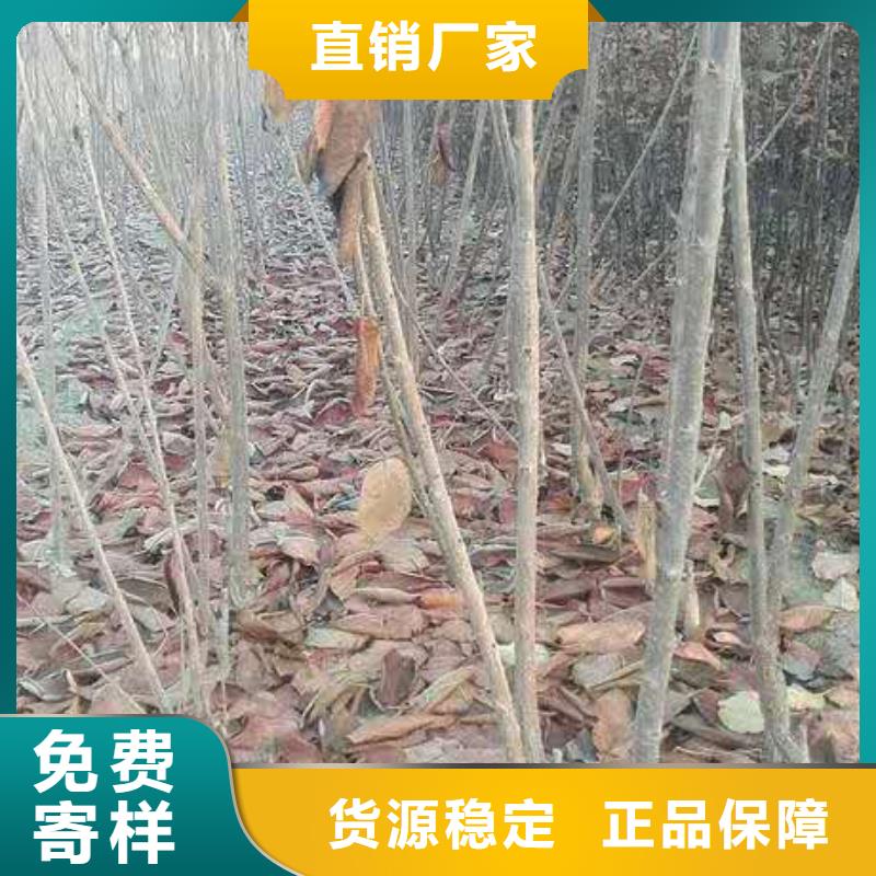 大樱桃苗基地直销扬州