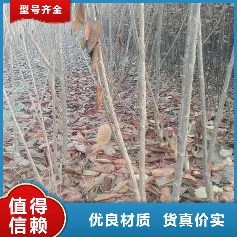嫁接樱桃苗育苗基地晋中