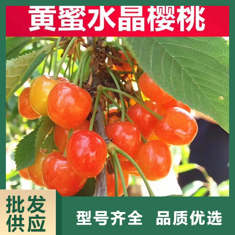 车厘子苗根系发达攀枝花