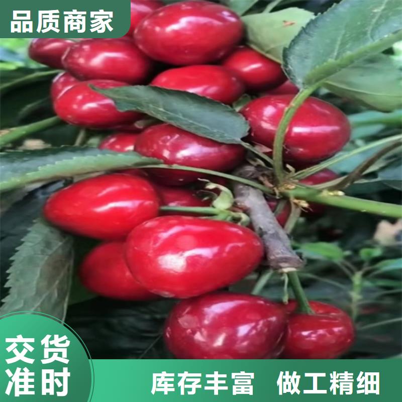 车厘子苗价格昆明