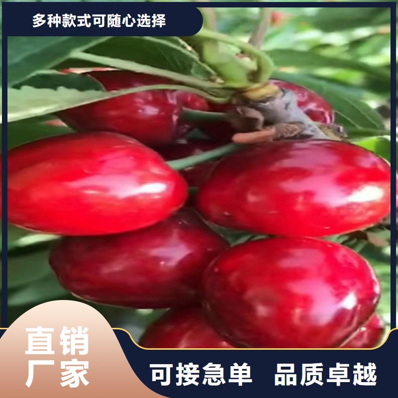 樱桃苹果苗出厂严格质检