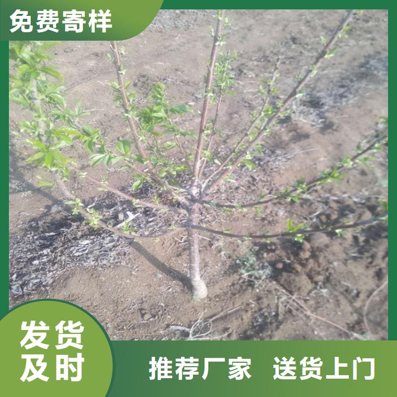 大樱桃苗种植管理技术景德镇