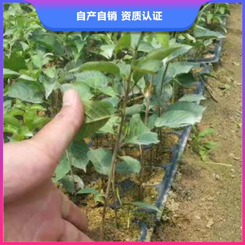 矮化大樱桃树苗露天种植镇江