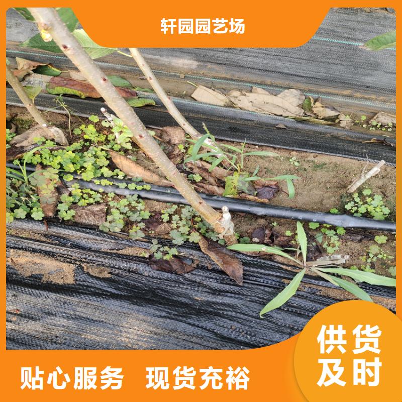 嫁接樱桃苗适合种植地区延安