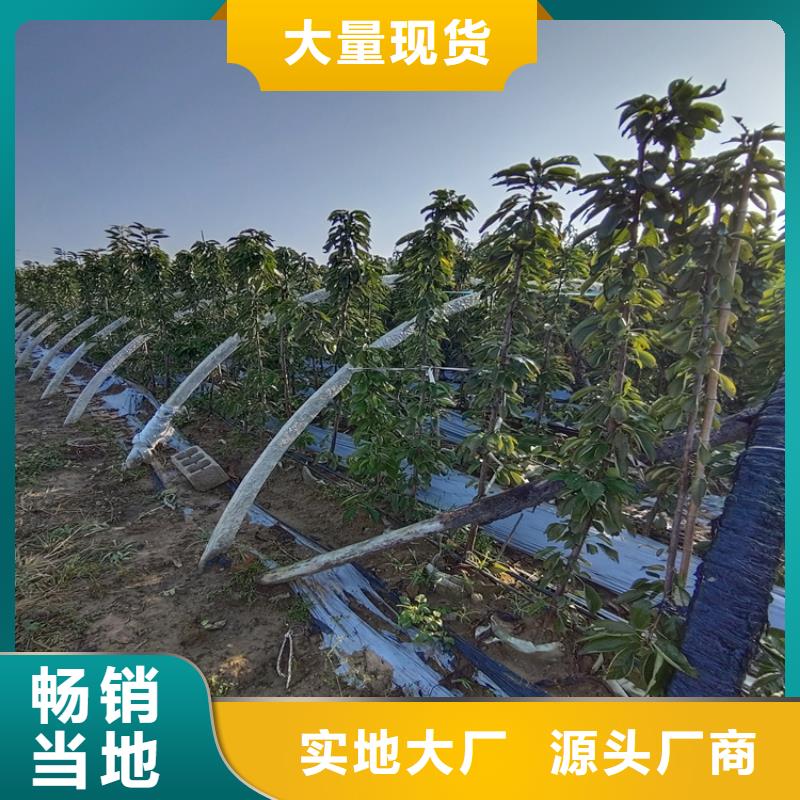 大樱桃苗批发价格文山