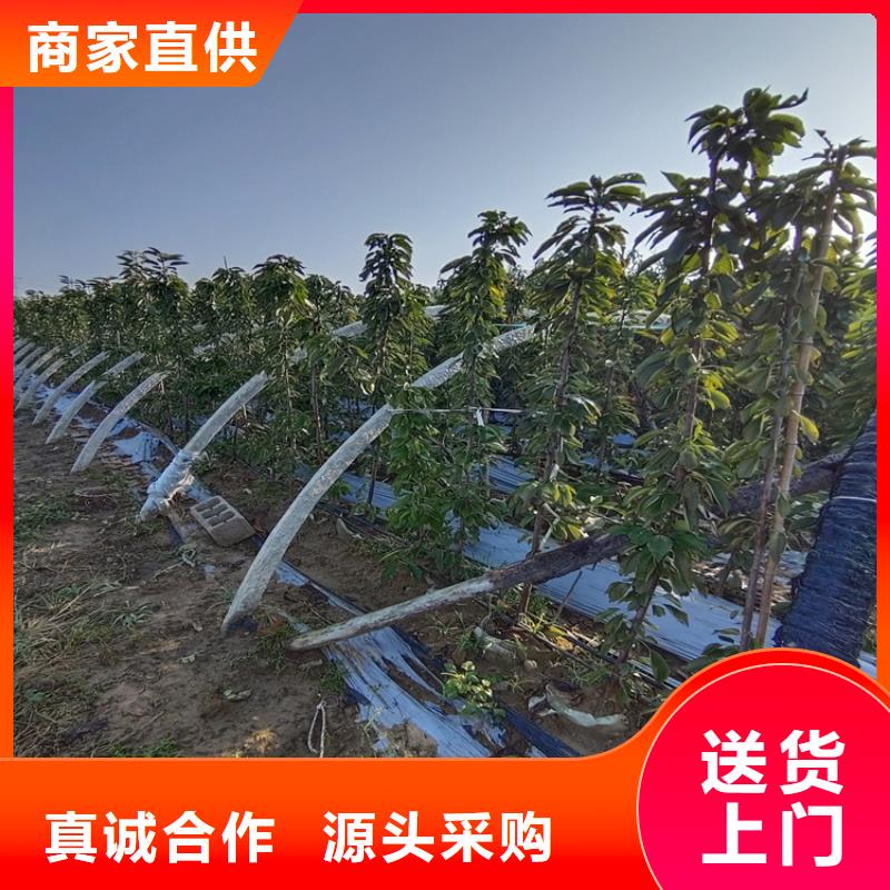 一根棍樱桃树苗大棚种植伊犁