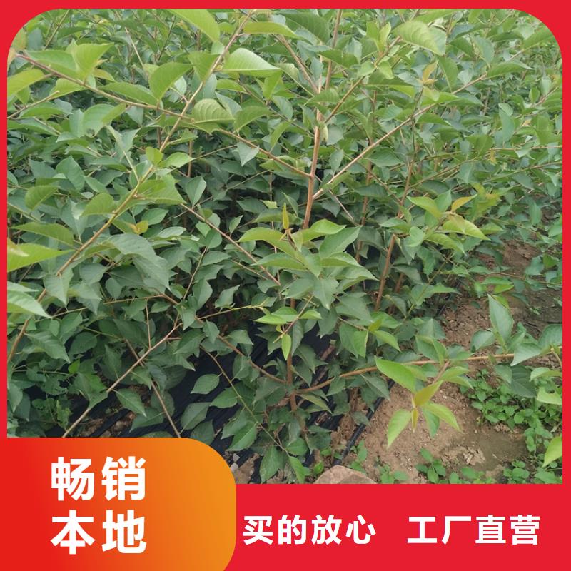 一根棍樱桃树苗露天种植西安