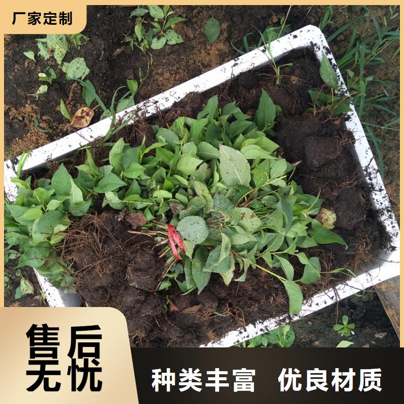 矮化车厘子树苗露天种植红河