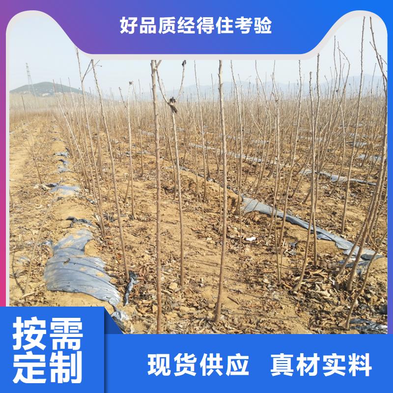 樱桃李树苗支持定制贴心售后