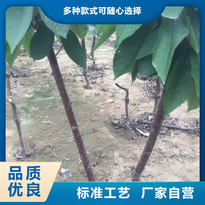 矮化车厘子树苗露天种植红河