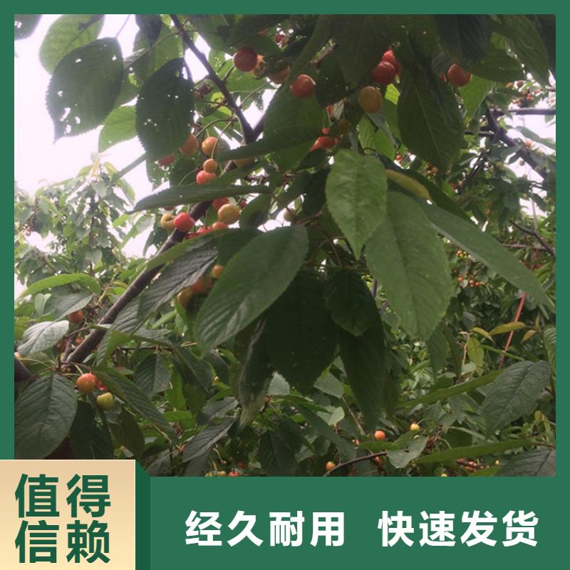 矮化车厘子树苗露天种植红河