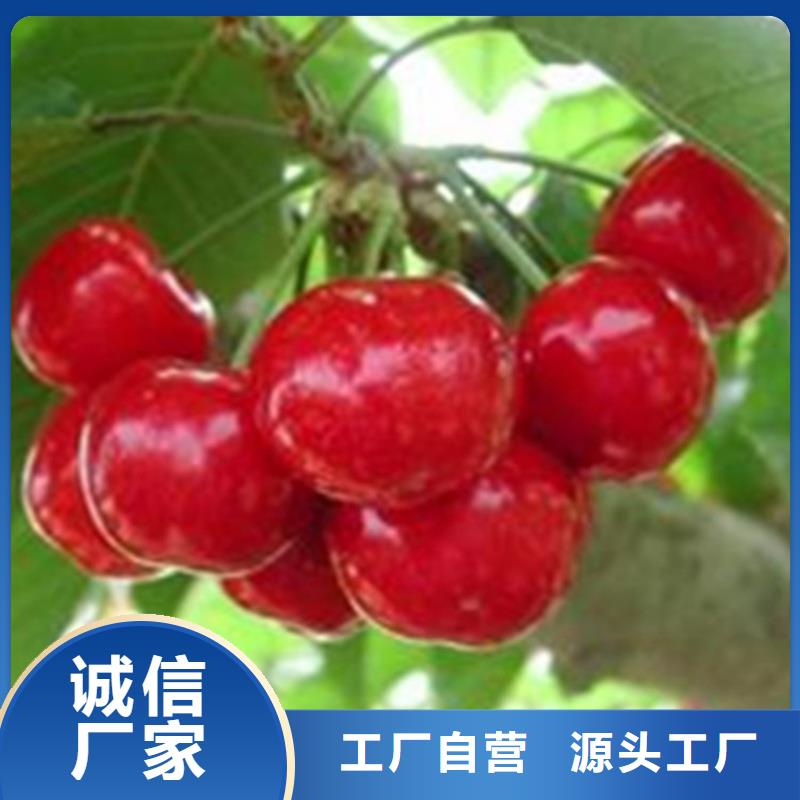 [轩园]大樱桃树苗经济效益乌鲁木齐