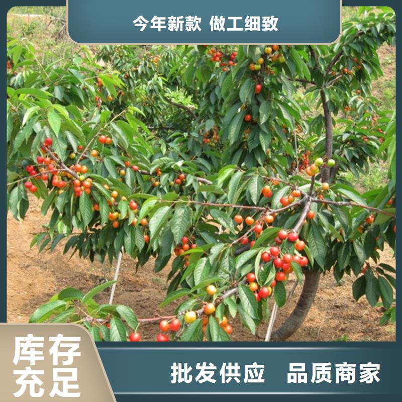 [轩园]矮化大樱桃树苗现挖苗现发货南京