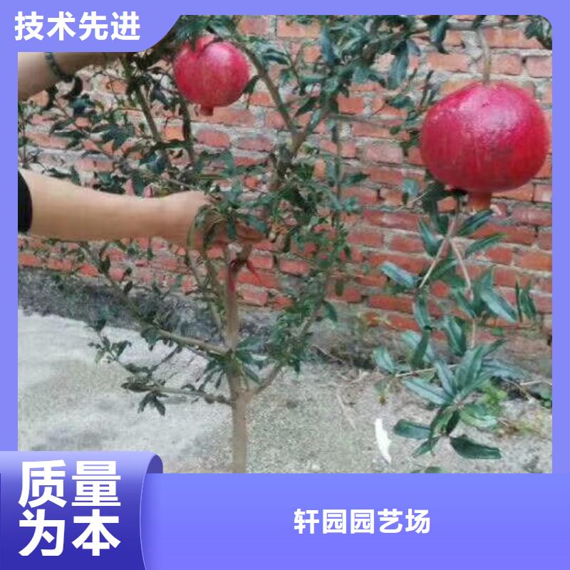 石榴【西瓜苗】厂家现货批发