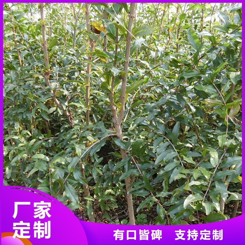 黑籽石榴树苗质优价廉荆门