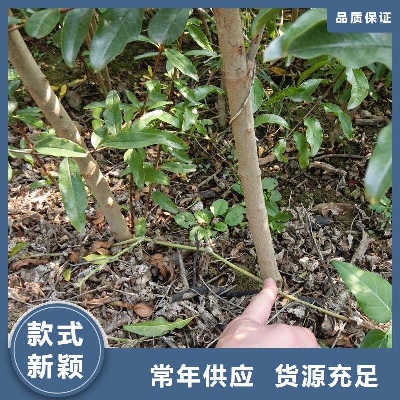 石榴苹果苗实力厂家