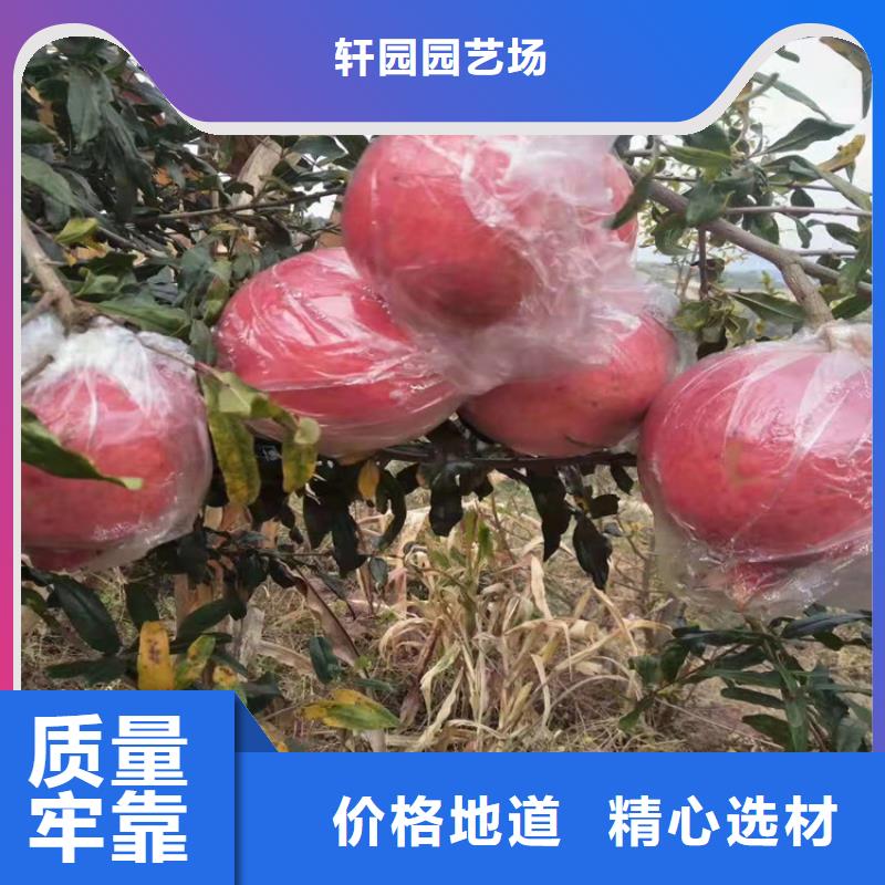 软籽石榴苗什么品种好凉山