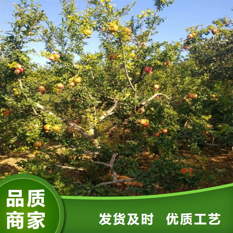 大个石榴树苗种植管理技术安康