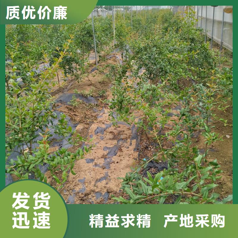 黑籽石榴树苗质优价廉荆门