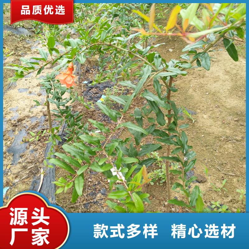 黑籽石榴树苗多少钱一棵攀枝花