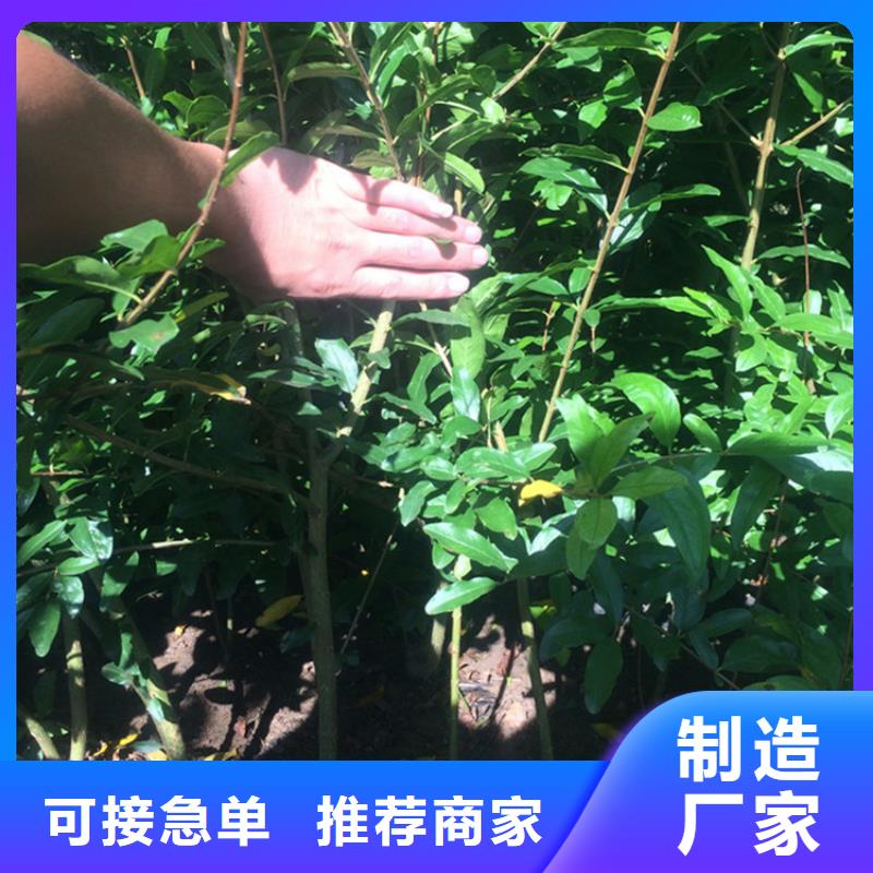 软籽石榴苗一亩地栽多少棵昆明