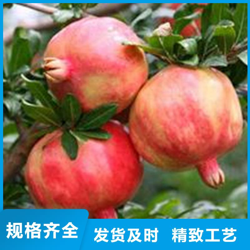 轩园【石榴】-杏树苗工厂认证、好产品不怕比-当地供应商