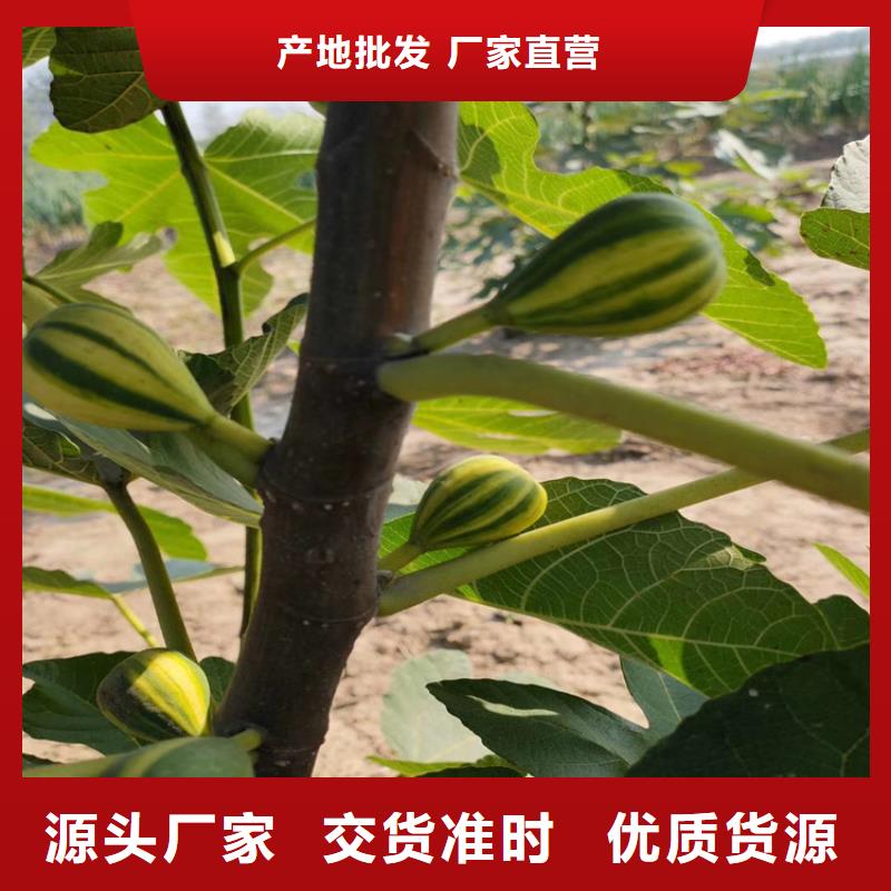 无花果_樱桃苗源厂直销