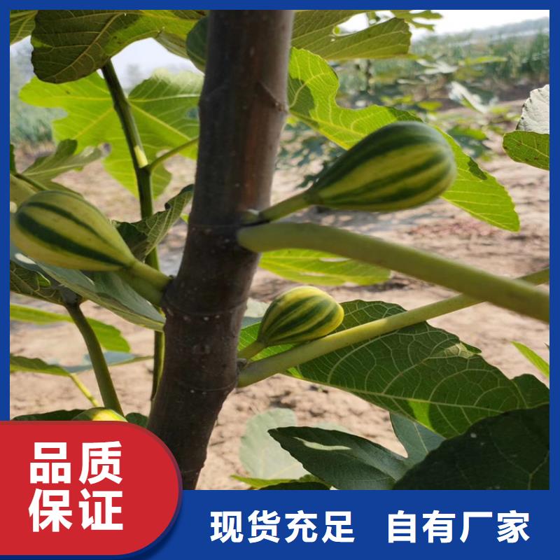 【无花果】_樱桃苗专注生产N年