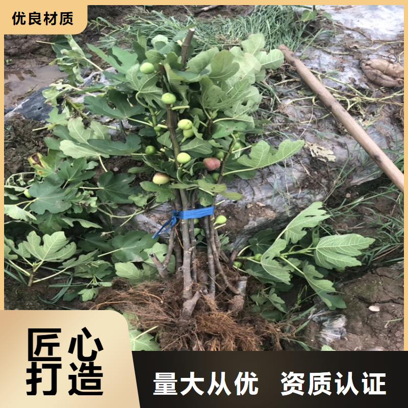 无花果板栗苗标准工艺