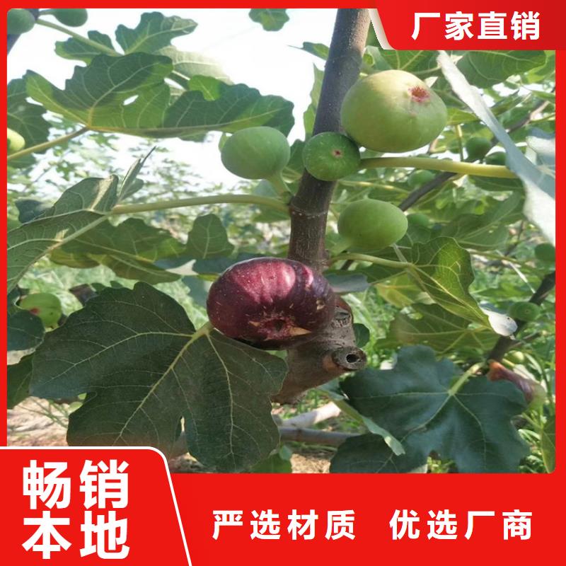 无花果_樱桃苗源厂直销