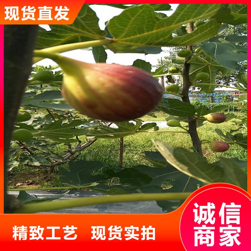 【无花果】樱桃苗用的放心