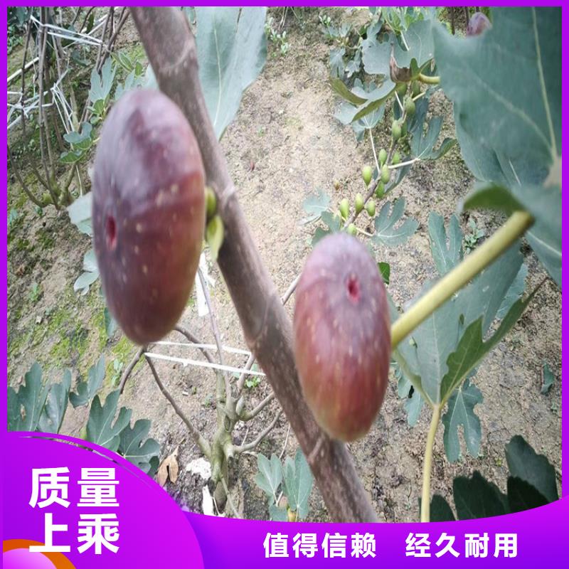 无花果_樱桃苗源厂直销