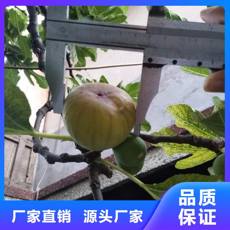 无花果_樱桃苗现货充足