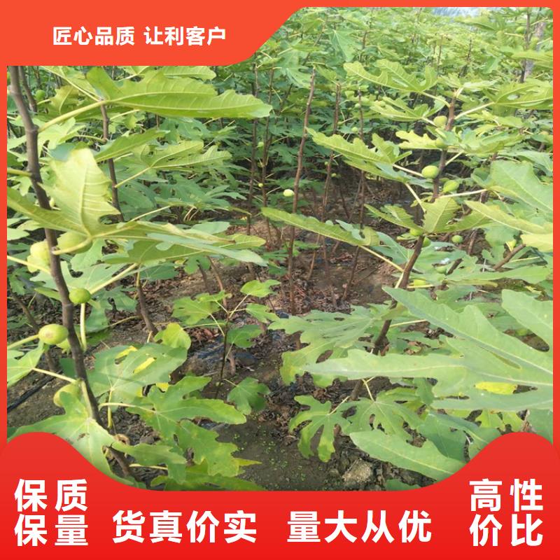 无花果【石榴树】每个细节都严格把关