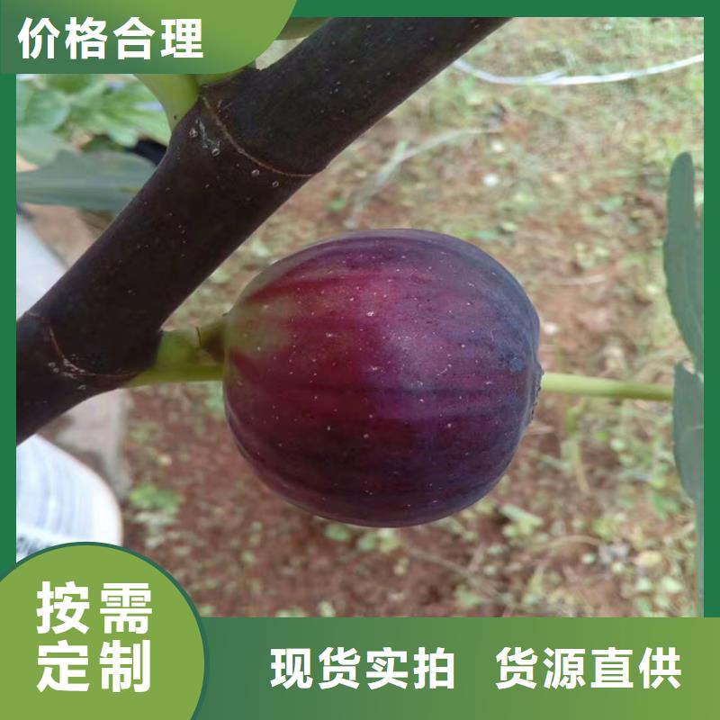 无花果草莓苗细节决定成败